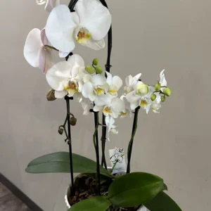 ART OF ORCHIDS