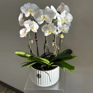 TRIPLE WHITE ORCHID