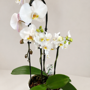 art of orchids